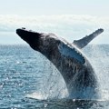 Naučnici oko 20 minuta razgovarali s grbavim kitom: Da li su im ogromna stvorenja zaista nešto rekla?