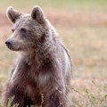 Medved stradao od strujnog udara u selu Zagulj Selo bez električne energije