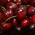 Hoće li trešnje ponovo biti „zabranjeno voće“? Dobra sezona ili novi cenovni šok? Evo šta čeka kupce