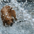 Francusku pogodio najraniji toplotni talas u više od jednog veka: temperature dostigle skoro 37 stepeni