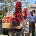 Dani paprike u Donjoj Lokošnici: Dve decenije tradicije i hiljade nanizanih paprika