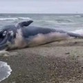 U telu nasukanog kita pronađen ćilibar vredan 500.000 evra