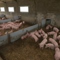 U gazdinstvima gde je registrovana afrička kuga do sada eutanazirano 20.738 svinja