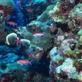 Australija mora da preduzme hitne mere da zaštiti Veliki koralni greben