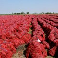 Beograđani uveliko traže povrće za zimnicu: Najtraženija na pijacama crvena paprika, pa šljive