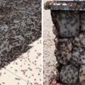 (Video) Proždrljivi insekti preplavili grad, ljudi u panici: "Odvratni su, jedu i jedni druge"