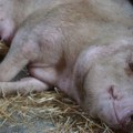 Srbija nabavlja vakcine protiv opake bolesti: Milion doza za kugu svinja