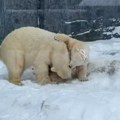 FOTO, VIDEO: Mladunci polarnih medveda u Mađarskoj prvi put videli sneg