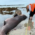 Morska neman od 4,3 metra nađena na poznatoj plaži: Nema tragova povreda, naučnici zbunjeni zašto je uginula