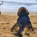 Sunce, more i četiri šape: Vodič za "pet-friendly" plaže u regionu i šire