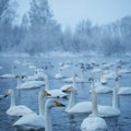 U Kazahstanu 700 labudova uginulo od ptičijeg gripa