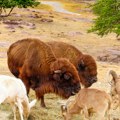Rodio se mali beli bizon – indijanska plemena ushićena zbog drevnog proročanstva