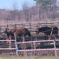 Veterinari na Hipodromu, još dva konja u kritičnom stanju