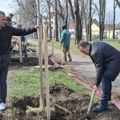 U Vršcu sade stabla stara 7 godina Način da se brzo dobije drvored kao zaštita od vetra