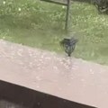 Zabeleo se Aranđelovac! Neverovatne scene nevremena u Šumadiji: Grad tuče na sve strane, ljudi iz kuće u neverici snimaju…