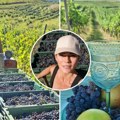 Proizvodnja grožđa kao igre na sreću, ali ništa nije nemoguće: Nataša Silađi, vlasnica vinarije „Alhemija” u Svilošu, primer…