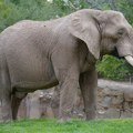 Десетине слонова угинуло од жеђи у Зимбабвеу