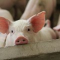 Šokantno: Pekara u Sarajevu prodavala burek u kom se nalazilo svinjsko meso