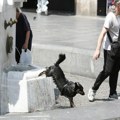 Ključni simptomi i znaci da vaš pas ima toplotni udar: Evo kako mu pomoći a šta nikako ne raditi