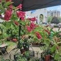Druga izložba cveća okuplja zaljubljenike u hortikulturu: Najtraženije cvetnice preko leta i kaktusi cele godine