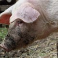 Afrička kuga u Bogatiću, eutanazirana 41 svinja