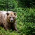 Medved napao muškarca (40)! Sa povredama prevezen u bolnicu!