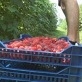 Ovo su najplaćeniji sezonski poslovi! Berači malina mogu da zarade i do 180.000 dinara: Evo koliko iznosi dnevnica građevinaca…