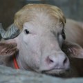 Albino bivo koji ima frizuru kao Donald Tramp zvezda u Bangladešu