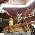 Zoo vrt Palić već dve decenije sigurno utočište za povređene, iscrpljene i napuštene divlje životinje