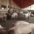 Zbog pojave afričke svinjske kuge, Šumadijski sajam poljoprivrede bez izložbe svinja
