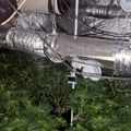 Policija razbila lanac proizvodnje droge u Kragujevcu: Uhapšena dva osumnjičena