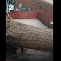Drvo palo na ženu: Užas u centru Skoplja: Ostala zaglavljena ispod iščupanog stabla (video)