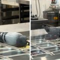 Golubovi se časte prilozima u piceriji: Snimak zgrozio mreže, ljudi se pitaju gde su radnici