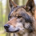 Grčke vlasti i dalje tragaju za vukom koji je povredio devojčicu iz Srbije