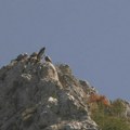 Munja se vratio kući posle letovanja na Alpima! Mladi beloglavi sup iz Srbije opet gospodari nebom iznad Uvca