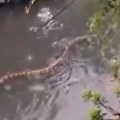 Zmije plivaju poplavljenim ulicama Balija
