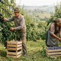 SRPSKO PLAVO ZLATO POSTALO BEZVREDNO? U okolini Kragujevca šljiva nikad jeftinija, voćari strahuju da će rod ostati na granama…