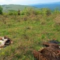 Šok na Svrljiškim planinama: Otrovao jednu od najređih ptica u Evropi, kazna razbesnela zaštitnike prirode
