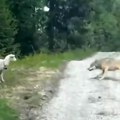 Ovaj preokret niko nije očekivao! Vuk napao ovcu sa jagnjićima, a onda je proradio majčinski instinkt!