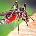 Naučnici: malarija i denga se šire u Evropi zbog globalnog otopljenja
