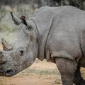 Ubrizgali radioaktivnu supstancu u rogove nosoroga - i to s dobrim razlogom