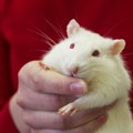 Istraživanje na visini: Pacovi sa neuroimplantima poleteli u stratosferu