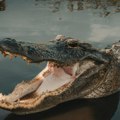 Krvavi niz napada aligatora u Floridi: Jedna osoba ubijena, dvoje povređenih, među njima i dete