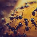 Vlasniku restorana sa dve Mišlenove zvezdice preti zatvor: Služio mrave uz desert - i to namerno