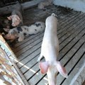 Vanredna situacija u delu Republike Srpske: Otkrivena žarišta svinjske afričke kuge