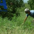 Ova srpska planina je raj za alergične: Na Zlatiboru izmerena manja koncetracija polena ambrozije, u gradovima ovu biljku kose…