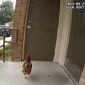 Američki policajac juri kokošku Posle ovog snimka dobio očekivani nadimak (video)