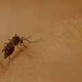 U epidemiji denga groznice u Maliju umrla 21 osoba i 600 novih slučajeva