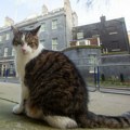 U političkim previranjima u Velikoj Britaniji postojala je jedna figura stabilnosti — mačak Lari