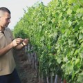 Unuk ide stopama svog pradede! Nemanja u rodnom selu ima vinograd za ponos: Vina pravi isključivo po tradicionalnoj recepturi…